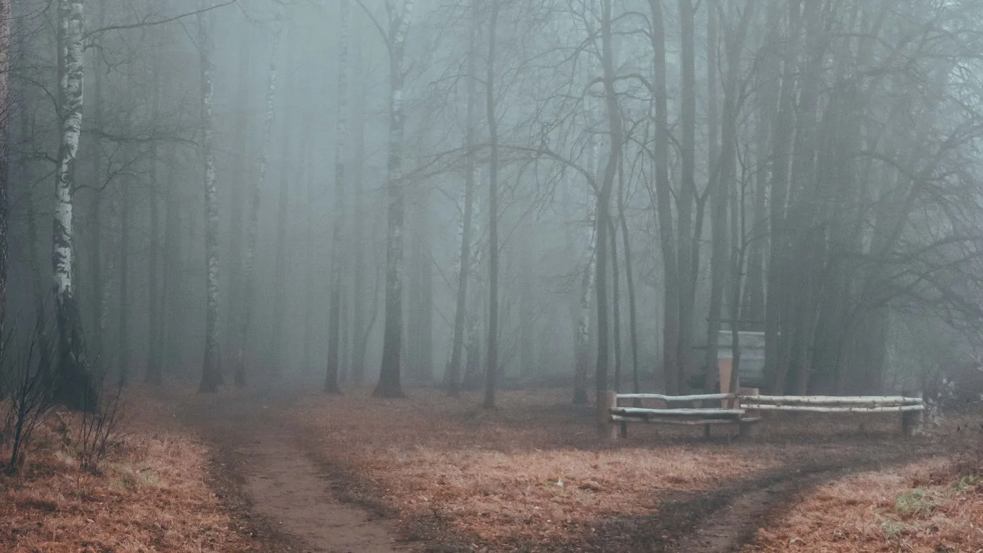 Un camino que se bifurca en dos dentro de un bosque con niebla