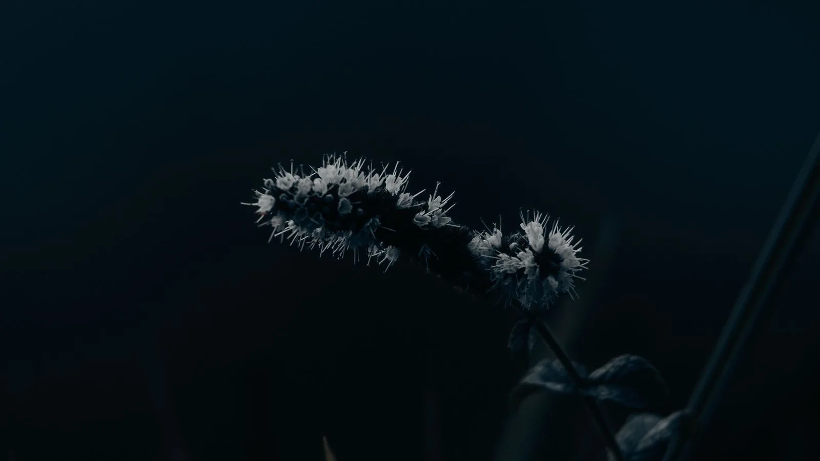 Una espiga en flor iluminada sobre un fondo azul casi negro