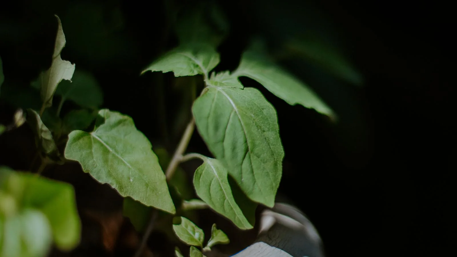 Un brote verde creciendo en tierra oscura bajo una sola luz