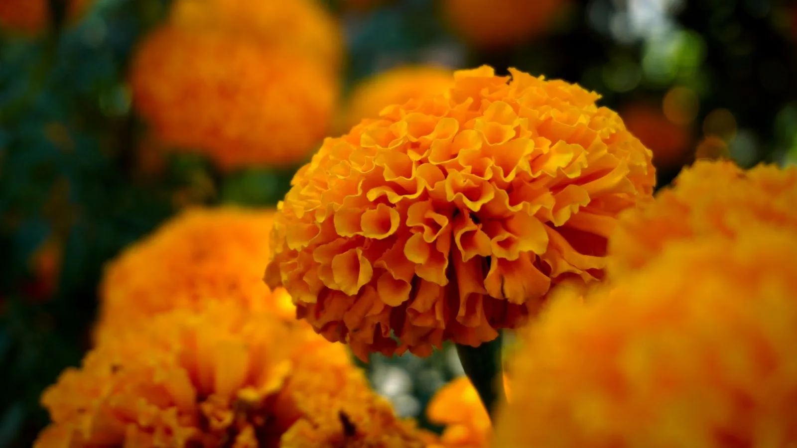 Flores de cempasúchil naranjas sobre un fondo verde oscuro