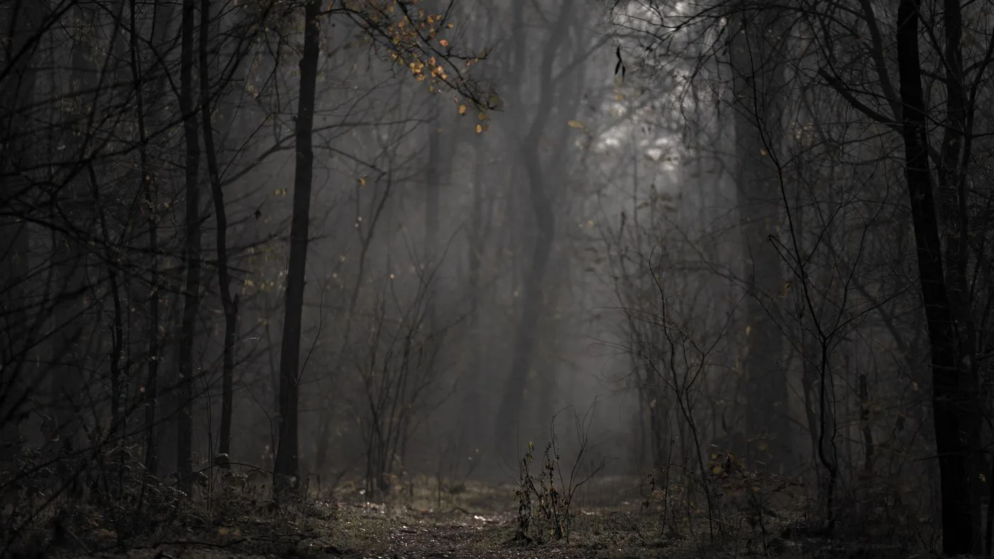 Un sendero que se pierde entre la niebla de un bosque