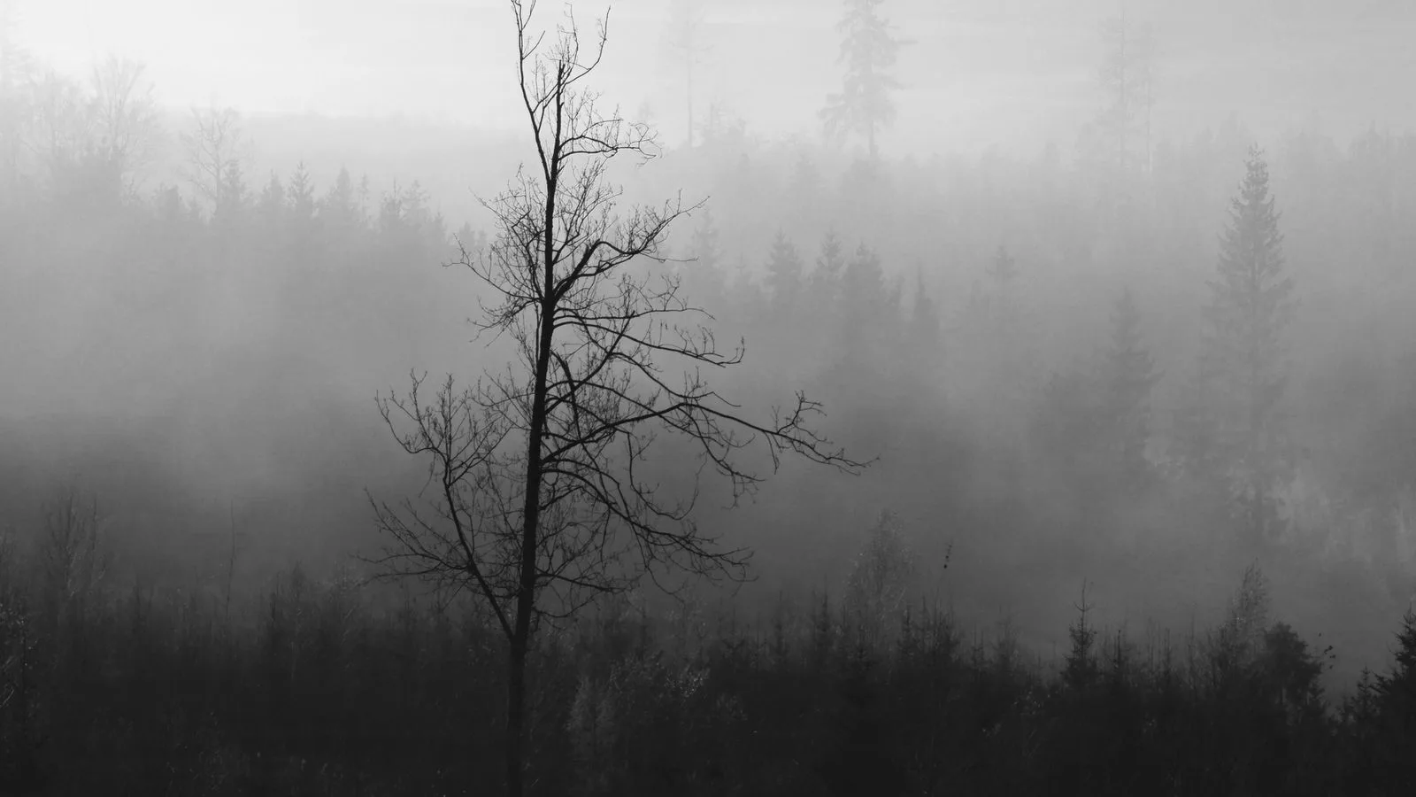 Árboles desnudos entre la niebla, en blanco y negro