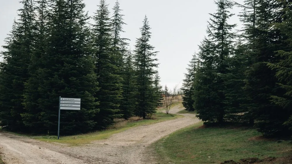 Un camino de tierra que se bifurca entre pinos, con una señal de direcciones