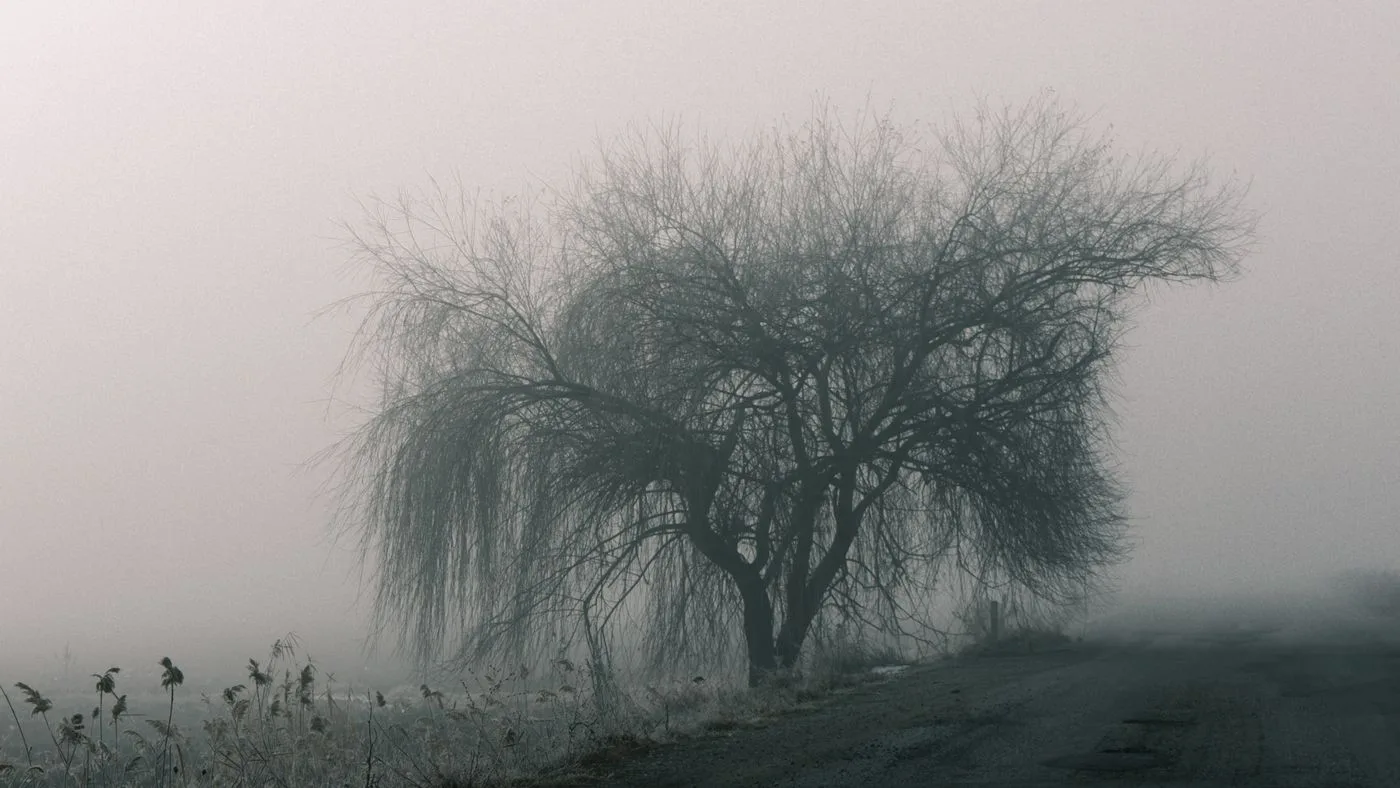 Un árbol solitario junto a una carretera vacía envuelta en niebla densa